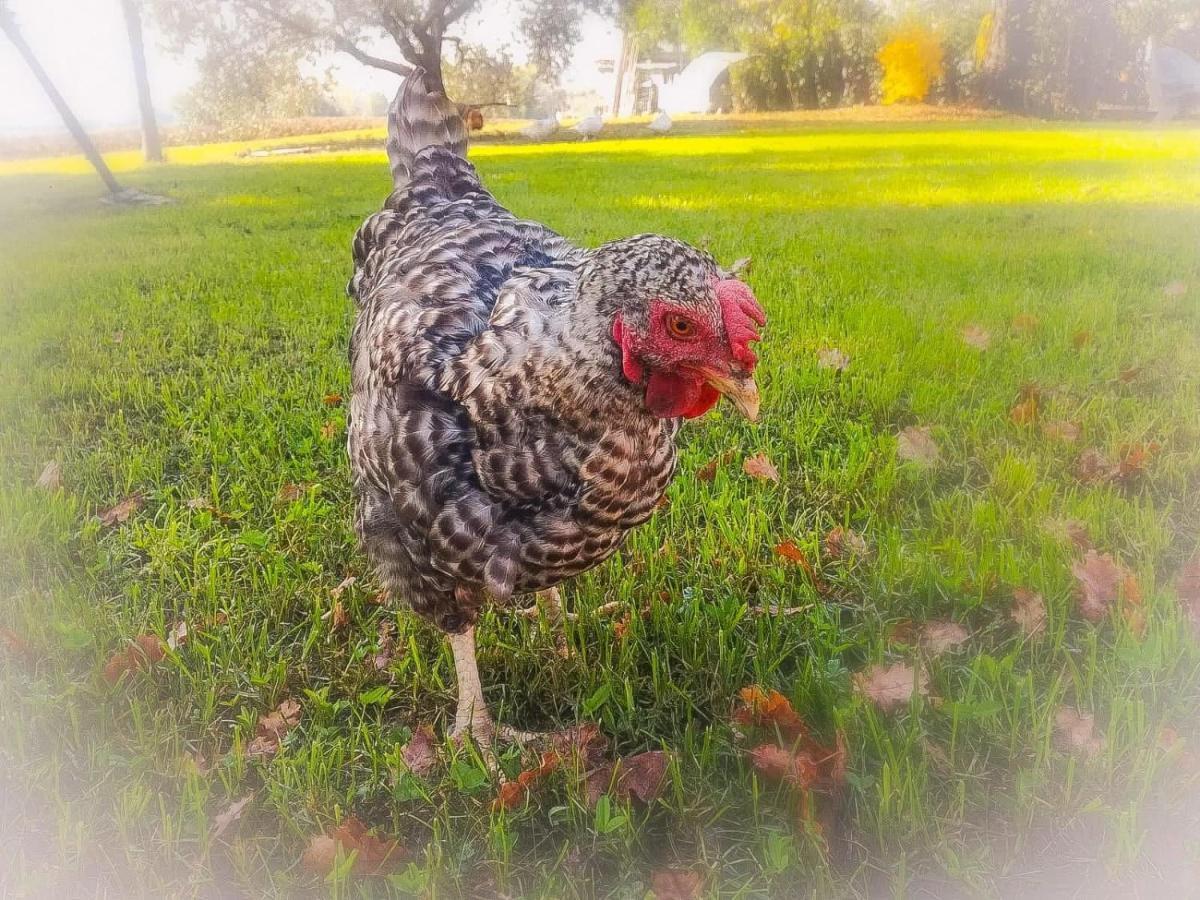 Farm stay Country & La Quercia Coriano
